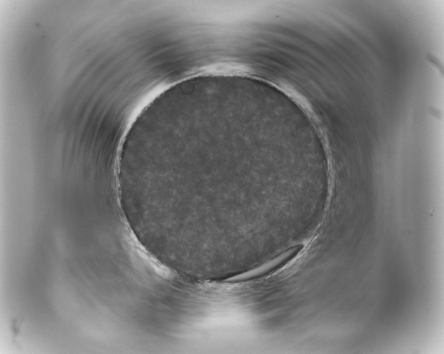 X0000100201248200806271635