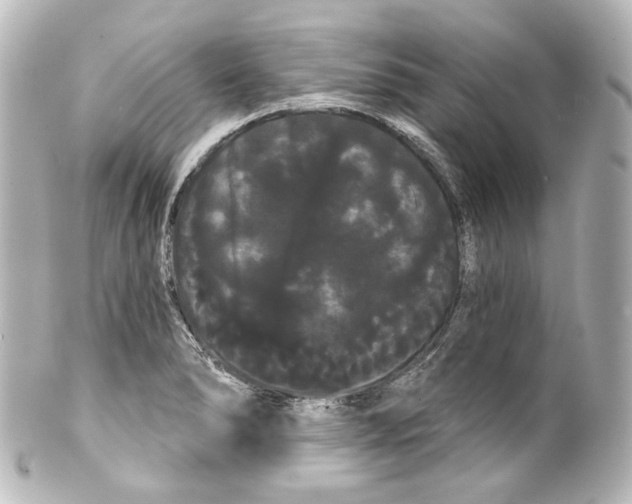 X0000100201278200806271634