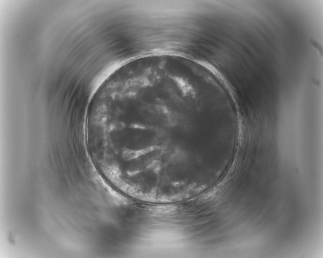 X0000100201294200806271633