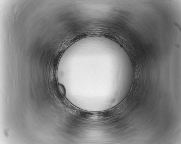 X0000100210504200805300729