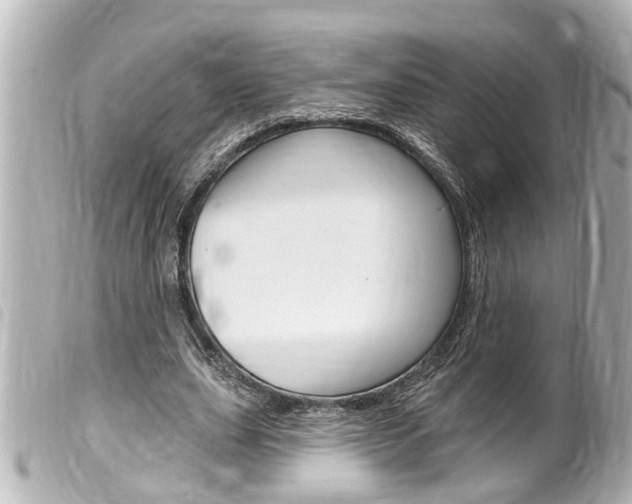 X0000100210631200805300726