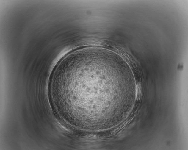 X0000100210195200806061354