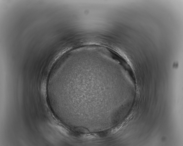 X0000100210386200806061351