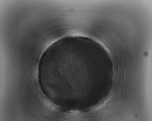 X0000100210391200806061351