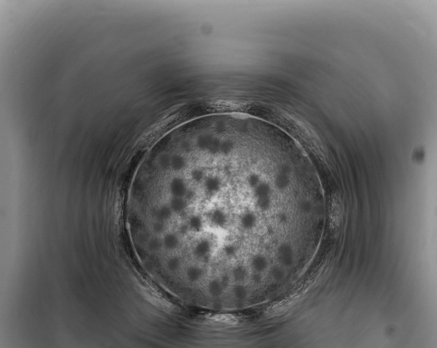 X0000100210409200806061350