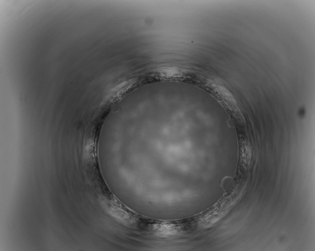 X0000100210419200806061350