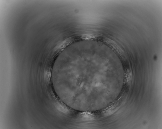 X0000100210427200806061350