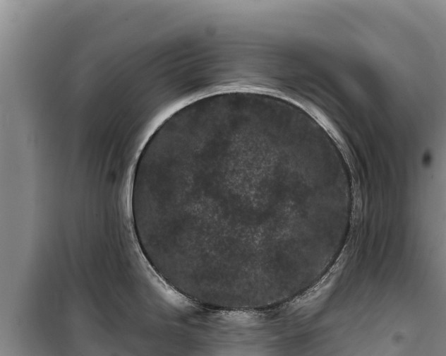 X0000100211246200806061338