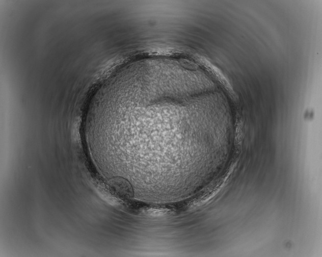 X0000100210209200806131259