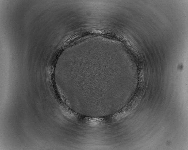 X0000100210229200806131259