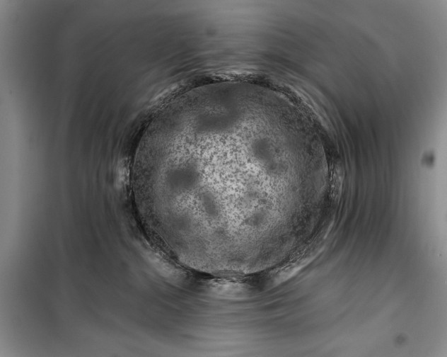 X0000100210284200806131259