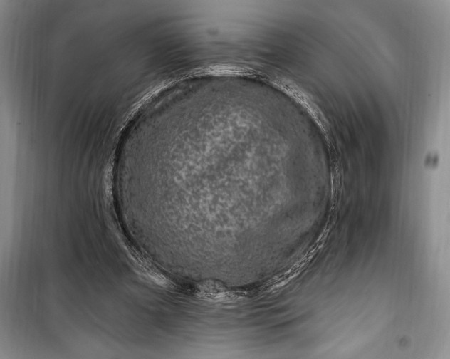 X0000100210297200806131258