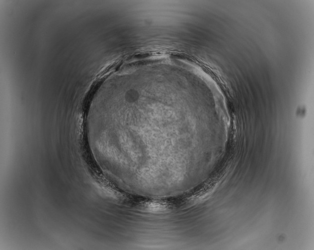 X0000100210308200806131258