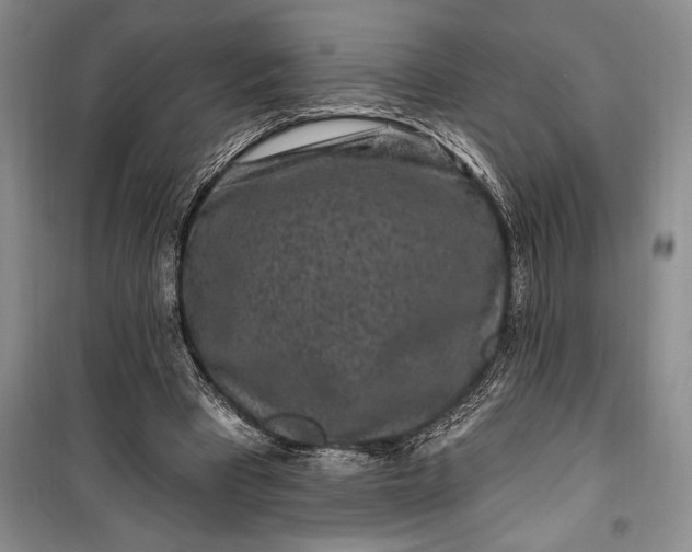 X0000100210393200806131256