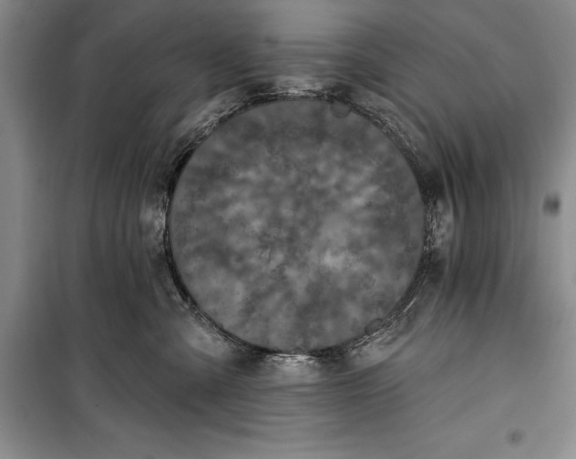 X0000100210427200806131256