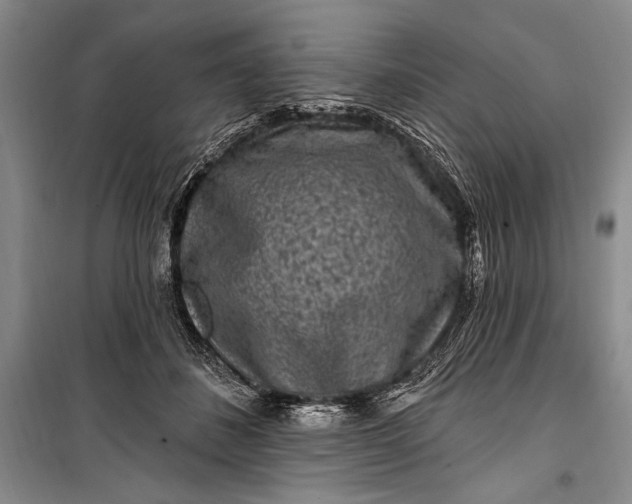 X0000100210508200806131255