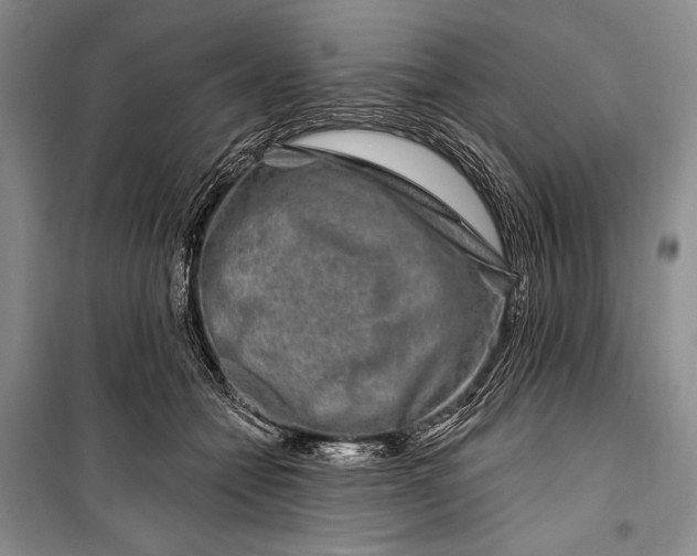 X0000100210558200806131254