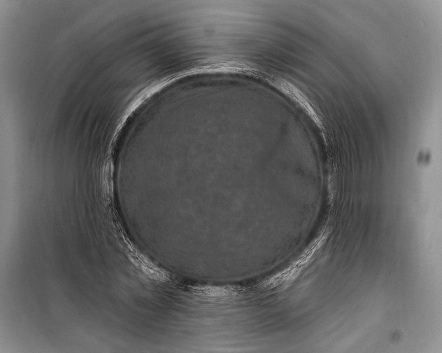 X0000100210781200806131251