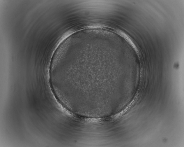 X0000100210810200806131251