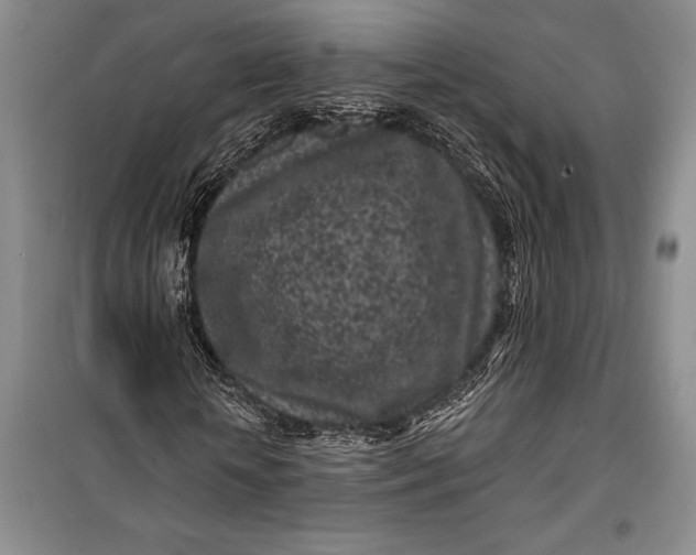 X0000100210818200806131250