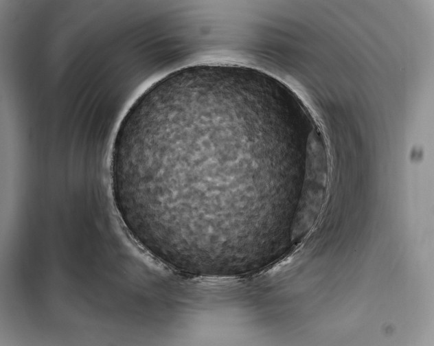 X0000100210864200806131250