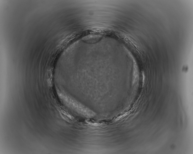 X0000100210868200806131250