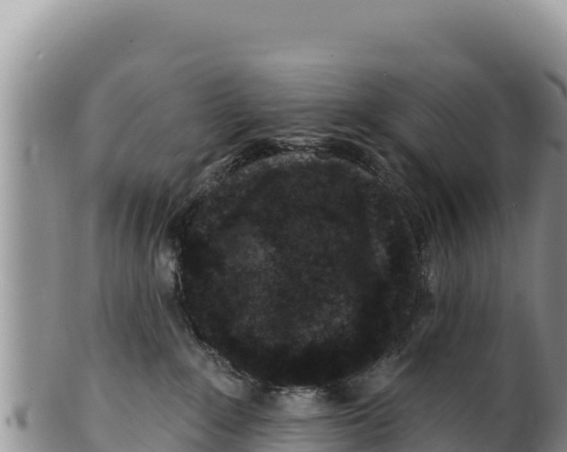 X0000100210235200806201452
