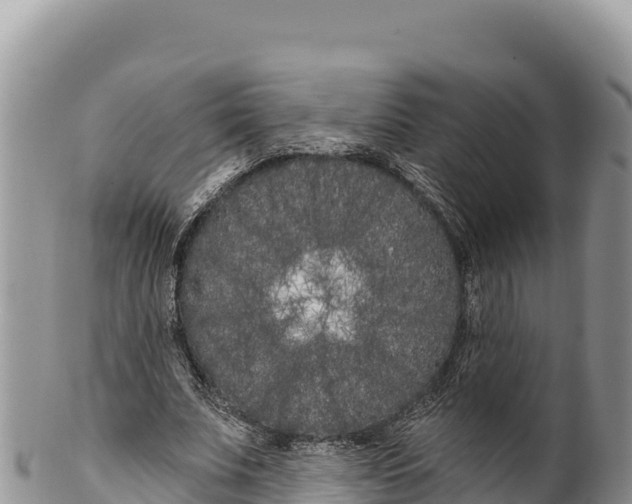 X0000100210679200806201445