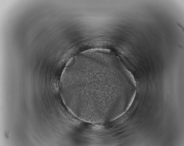 X0000100210718200806201445