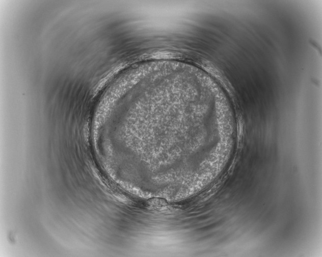 X0000100210297200806271710