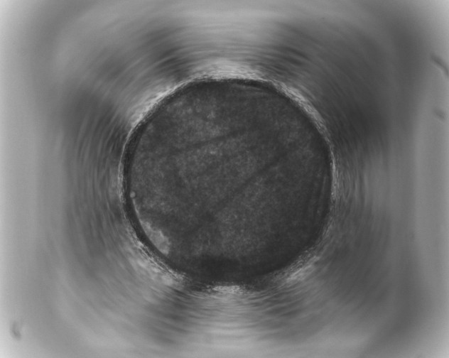 X0000100210391200806271709