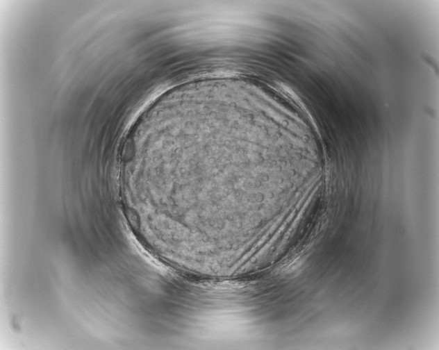 X0000100210851200806271702