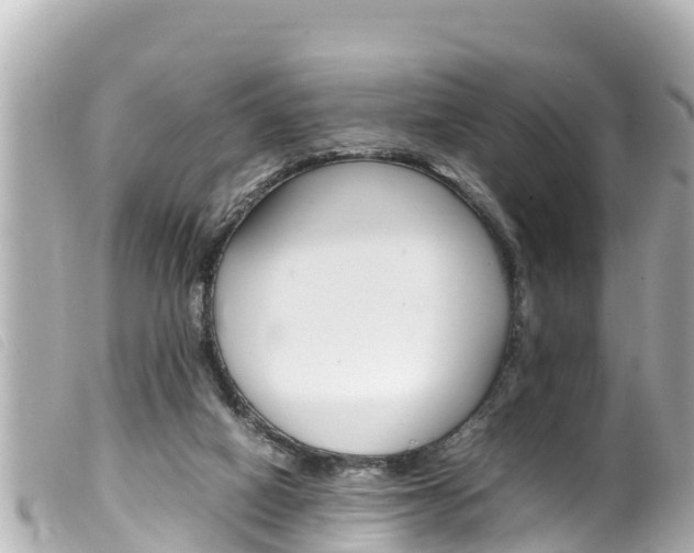 X0000100220066200805300756