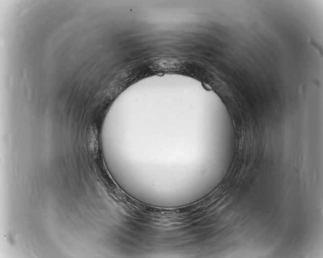 X0000100220651200805300748