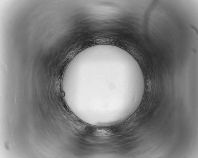 X0000100220753200805300747