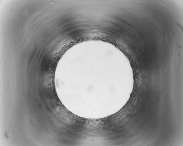 X0000100220824200805300746