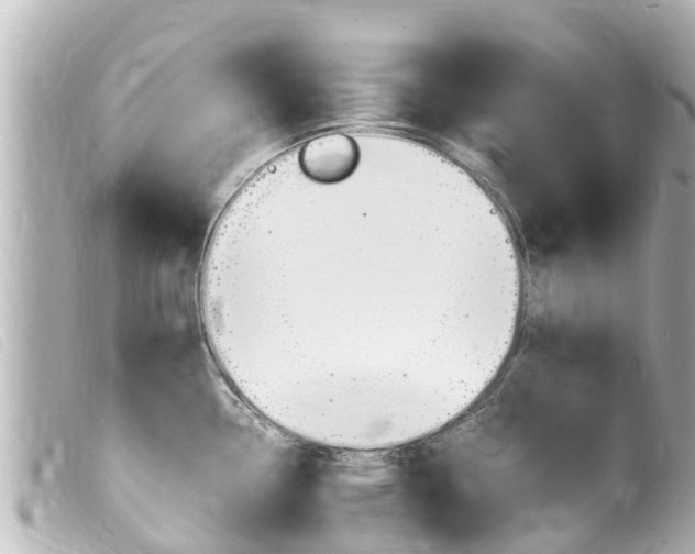 X0000100221338200805300739