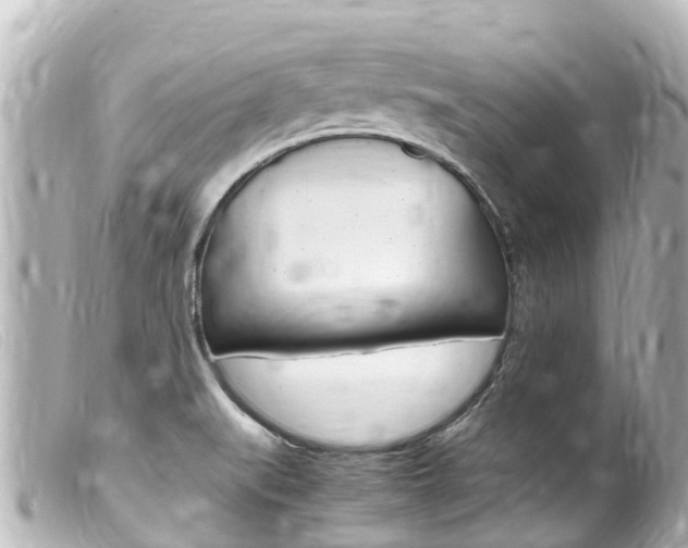 X0000100221519200805300736