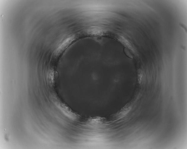 X0000100220072200805301355