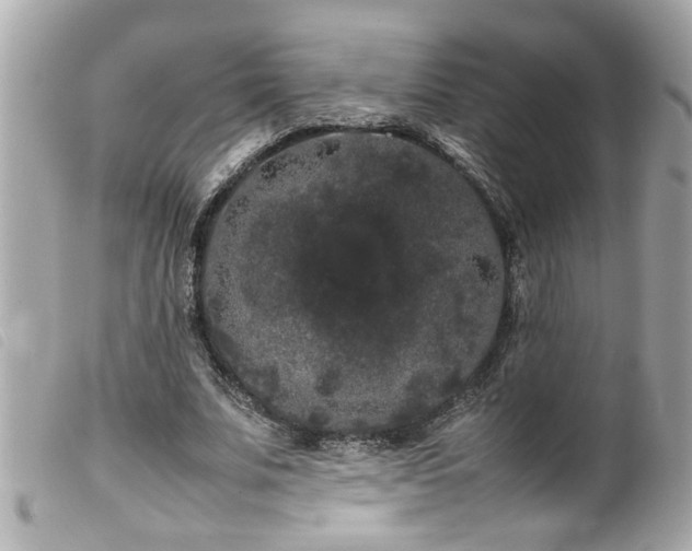 X0000100220679200805301347