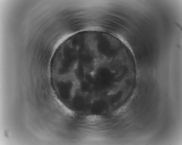 X0000100221037200805301342