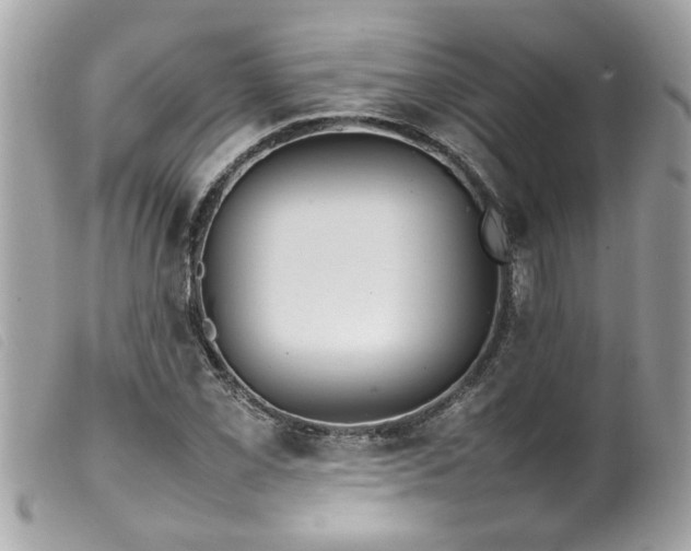 X0000100221069200805301342