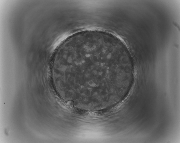 X0000100221263200805301339