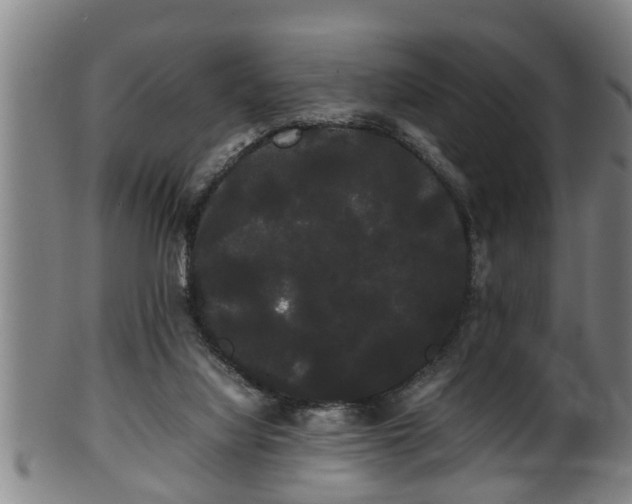 X0000100220068200806061355