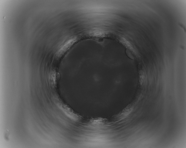 X0000100220072200806061355