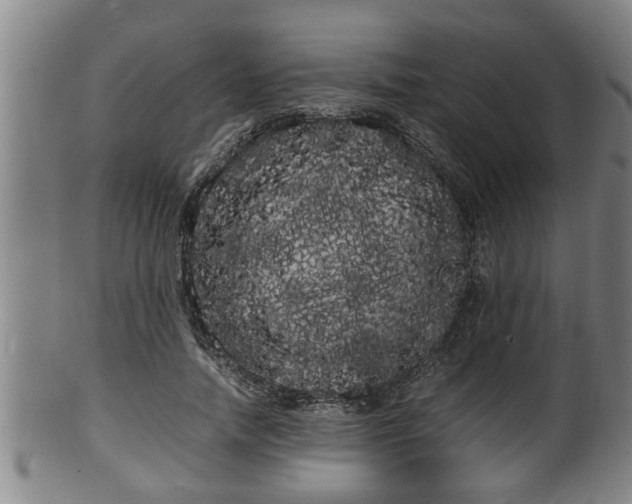 X0000100220738200806061344