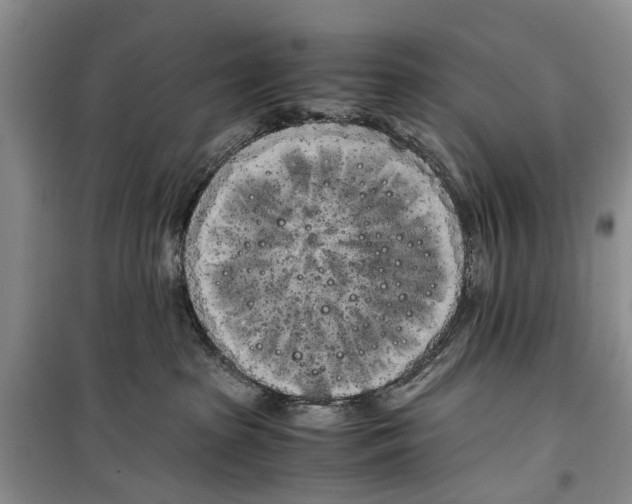 X0000100220285200806131321