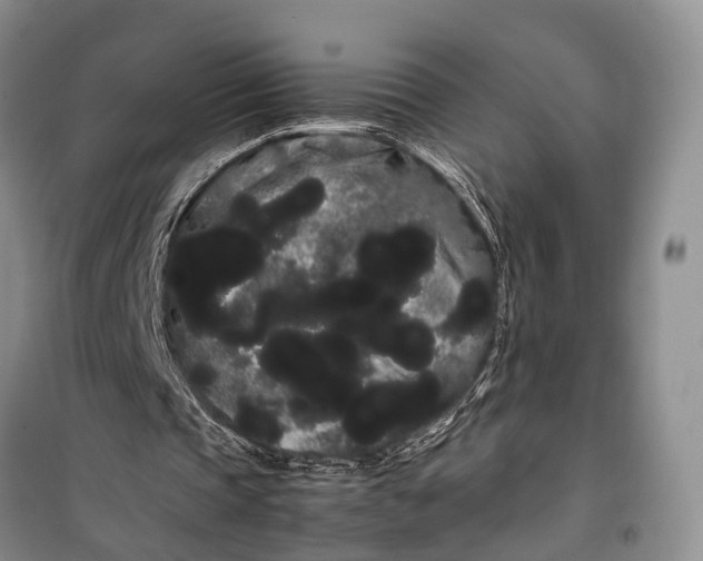 X0000100220337200806131319