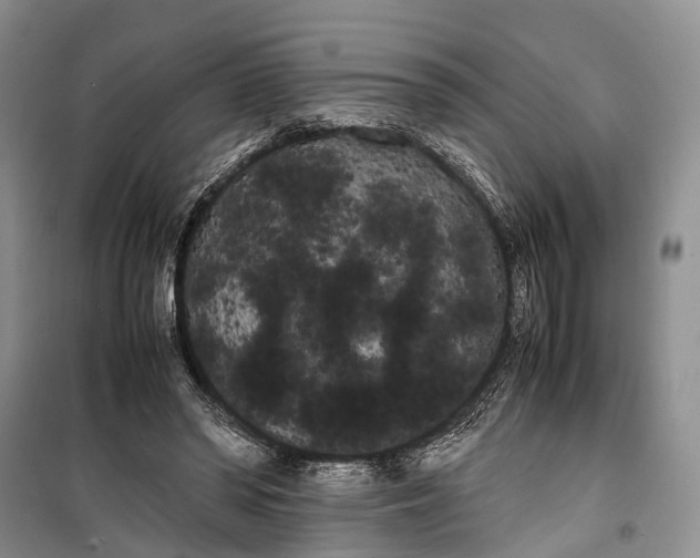 X0000100220398200806131319