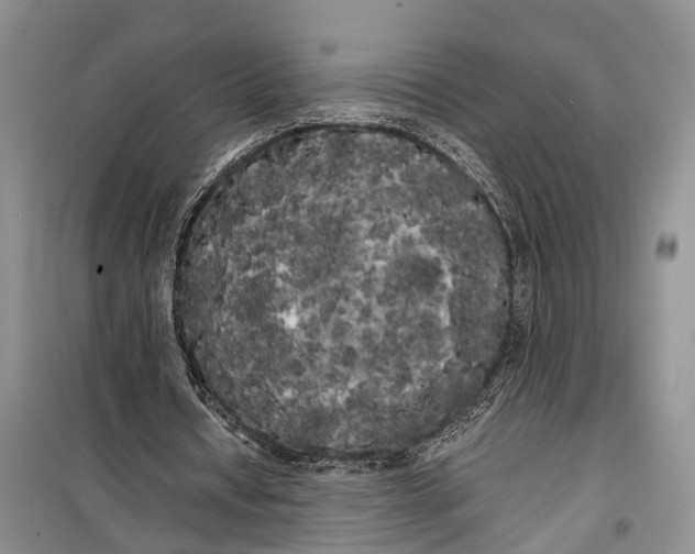 X0000100220434200806131318